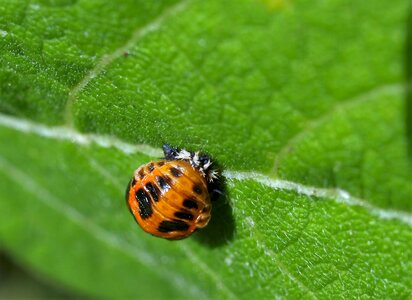 Ladybird insect nature