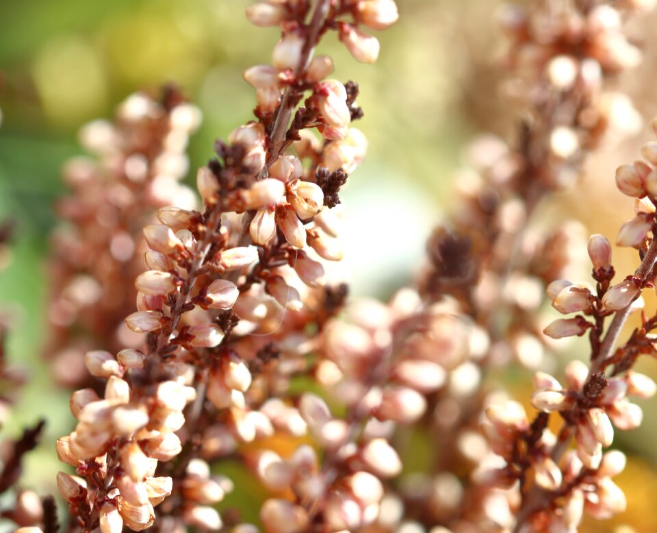 Growth close up flowers