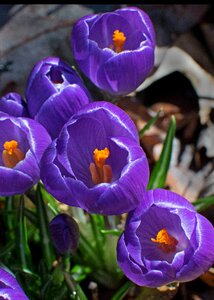 Flora crocus bulb photo