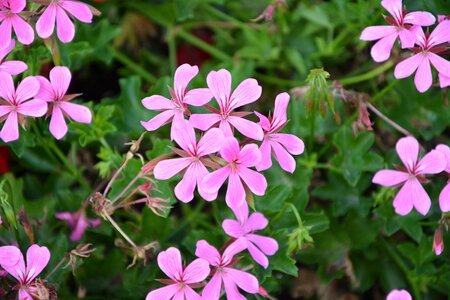 Geranium simple flower color pink repel mosquitoes