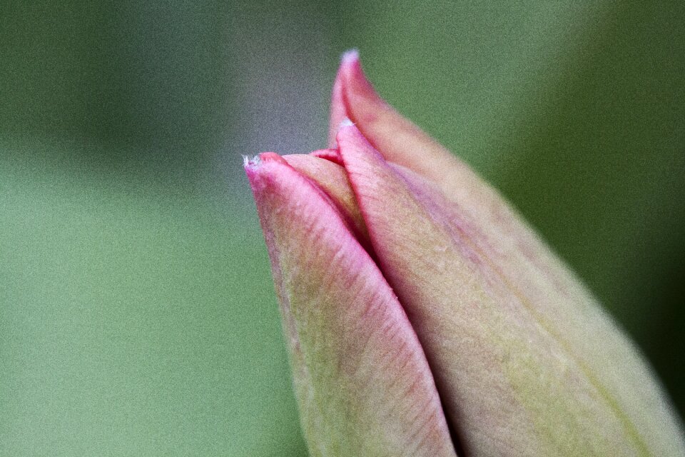 Spring nature flower