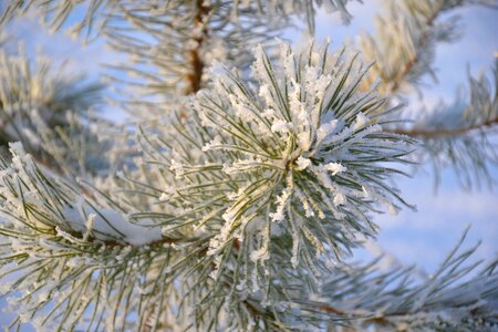 Needles snowflakes crystals photo