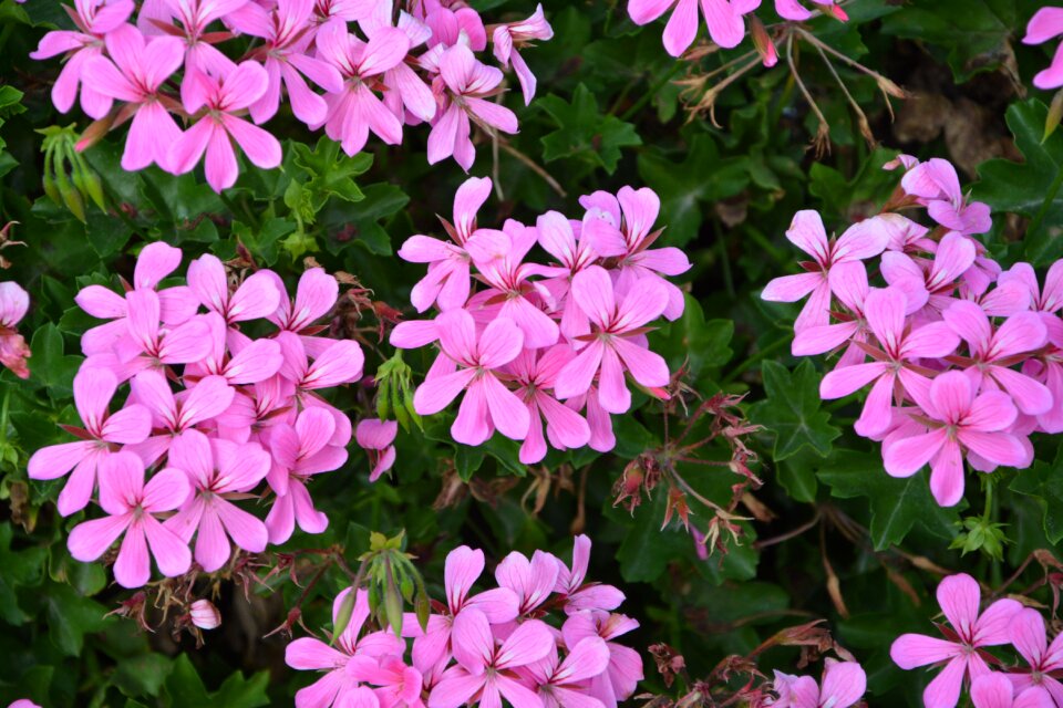 Jardiniere pot nature