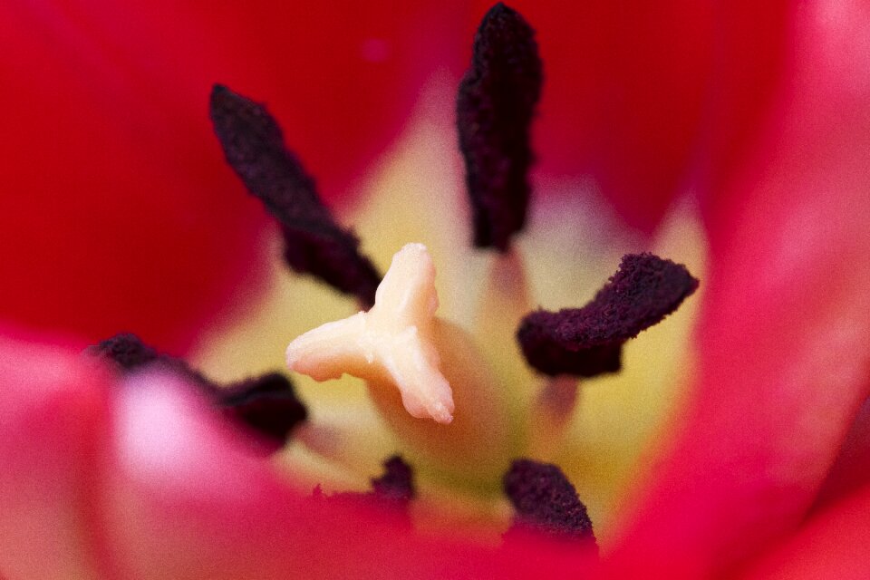 Lilies spring nature
