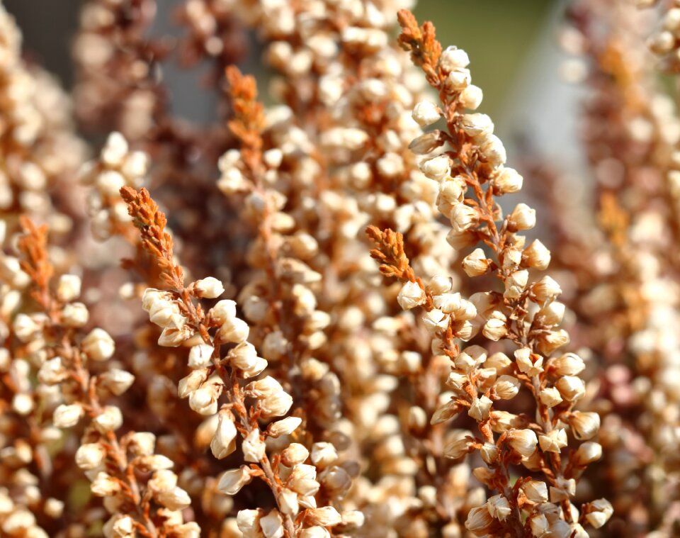 Background flower growth
