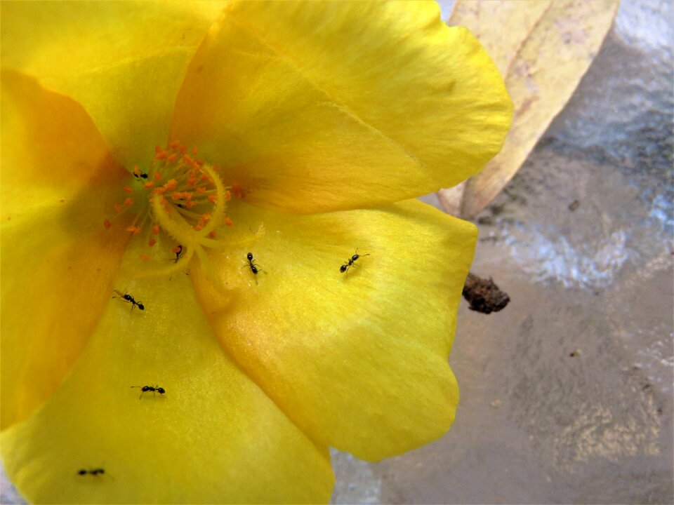 Macro ants insects