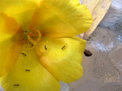 Macro ants insects