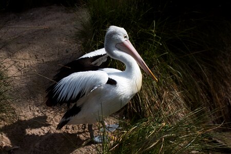 Bird white pelican photo