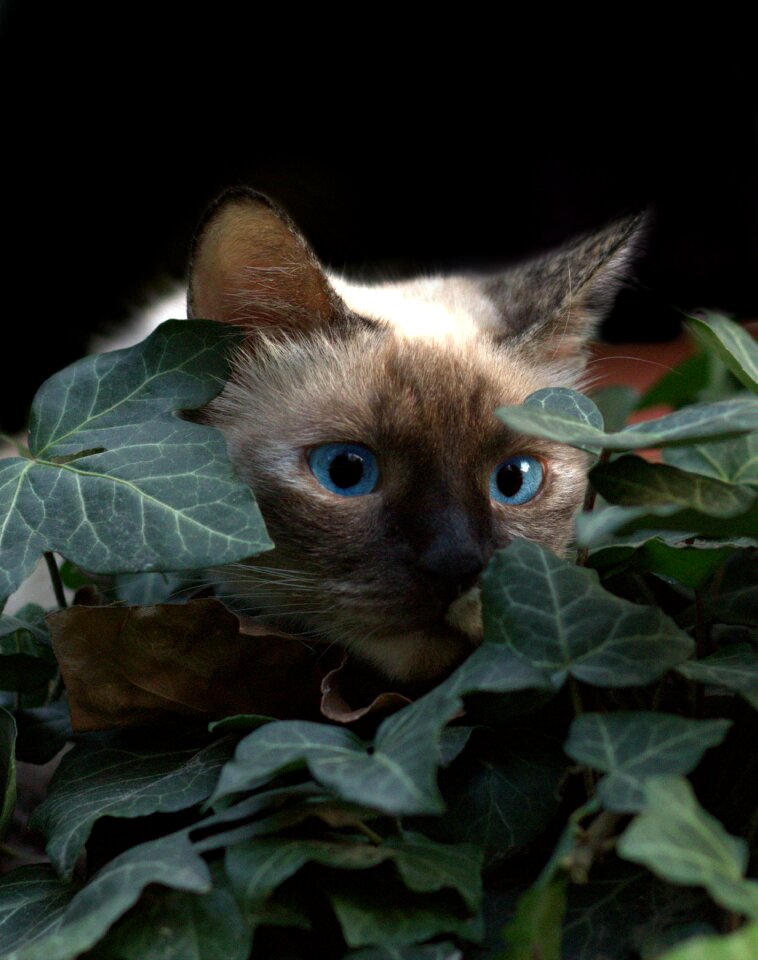 Hidden leaves nice
