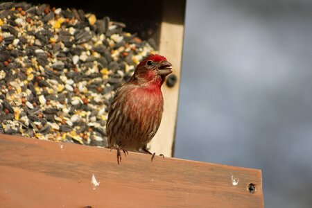 Male male house finch animal photo
