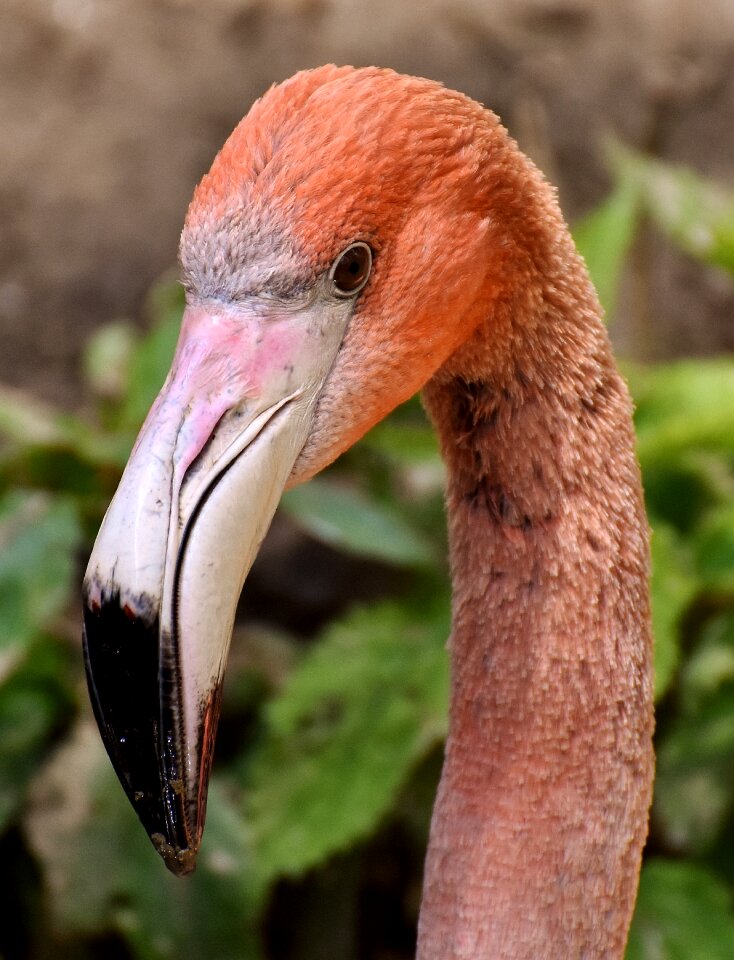 Bird colorful tierpark hellabrunn