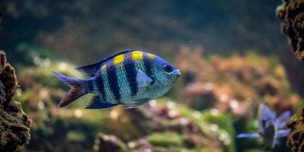 Fish aquarium nature