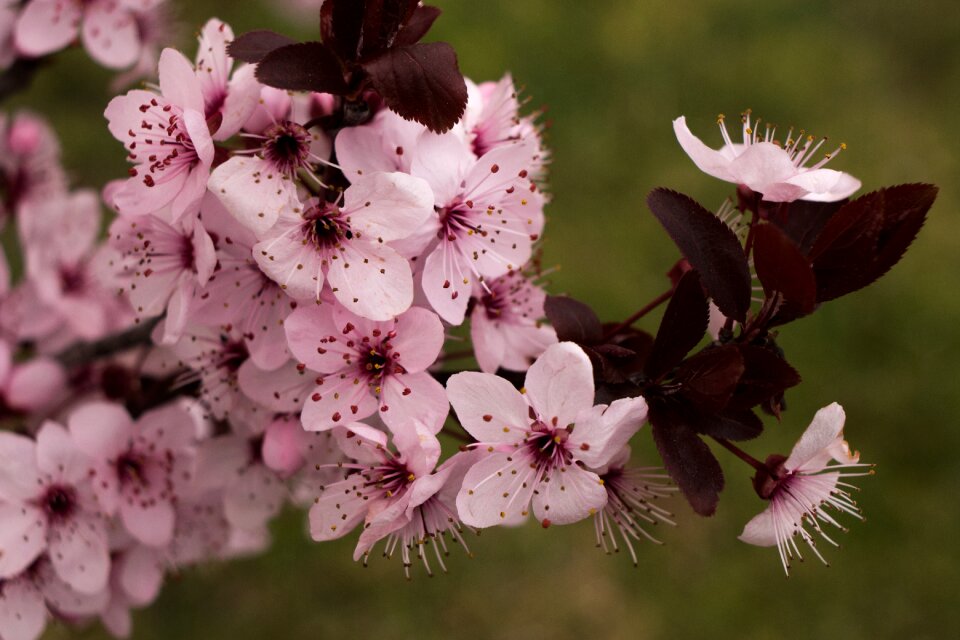 Spring fresh youth