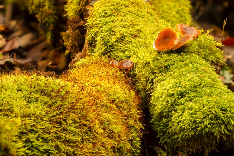 Plant moss mushroom