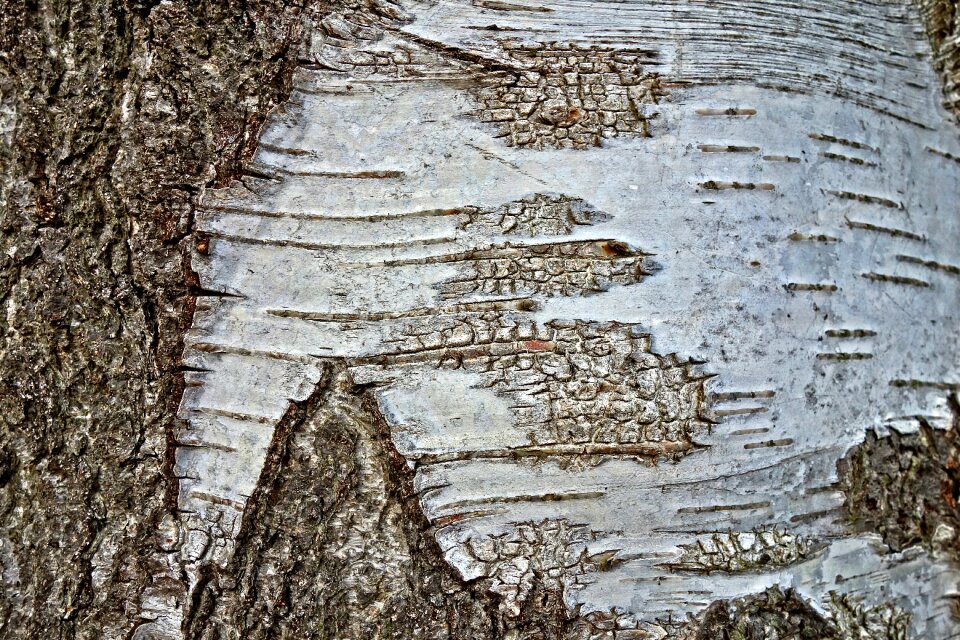 Trunk bark birch bark photo