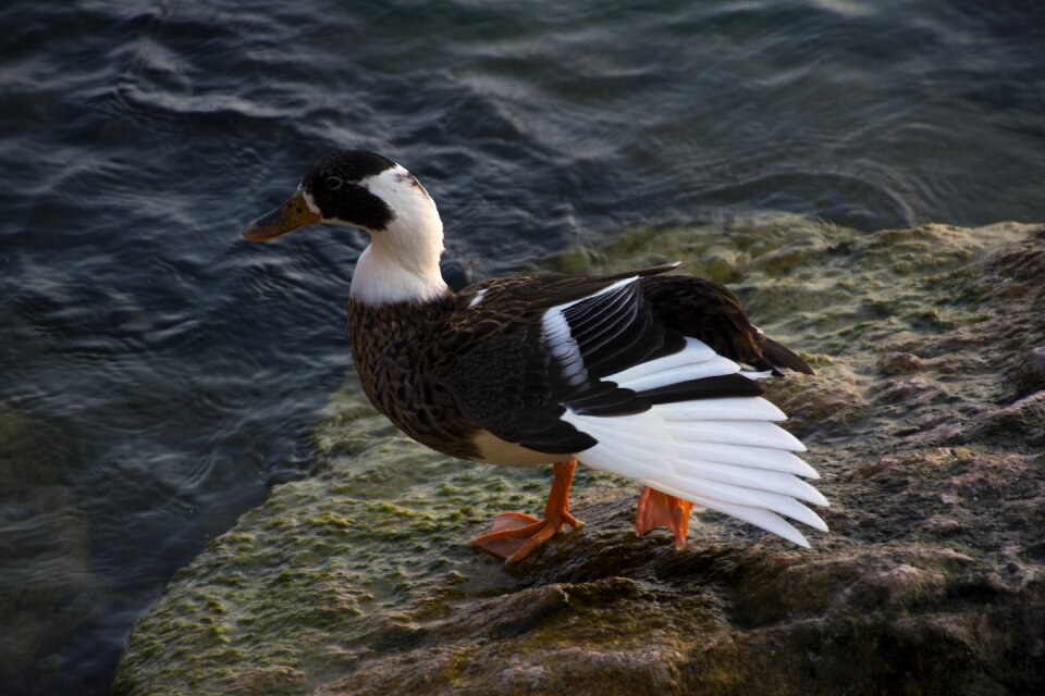 Water bird water garda