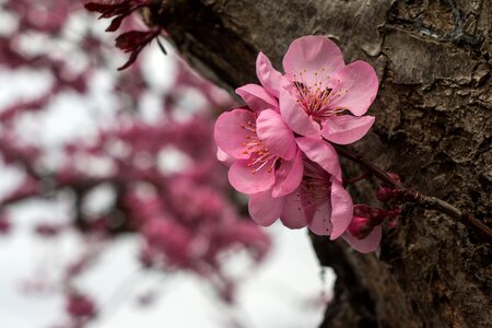 Spring fresh youth