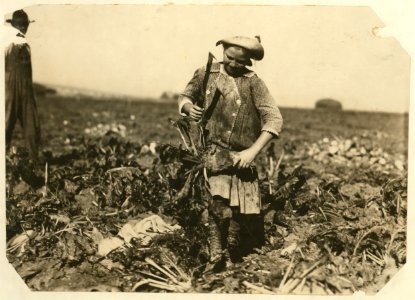 Nine-year old Pauline Reiber topping beets, a dangerous and hard job for such a child. LOC nclc.00347