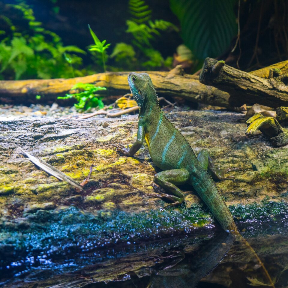 Animal world animal zoo