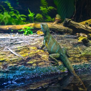 Animal world animal zoo