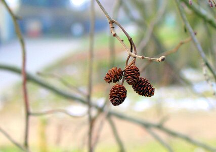 Tree season branch