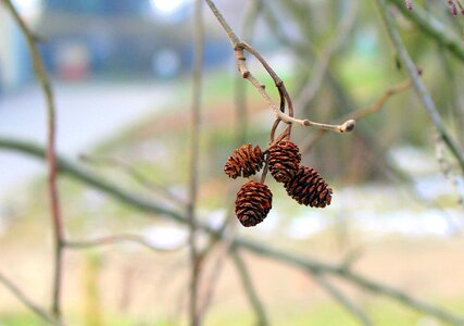 Tree season branch photo