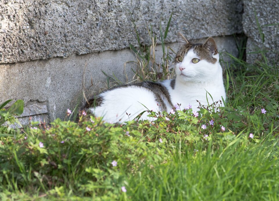 Grass nature pet