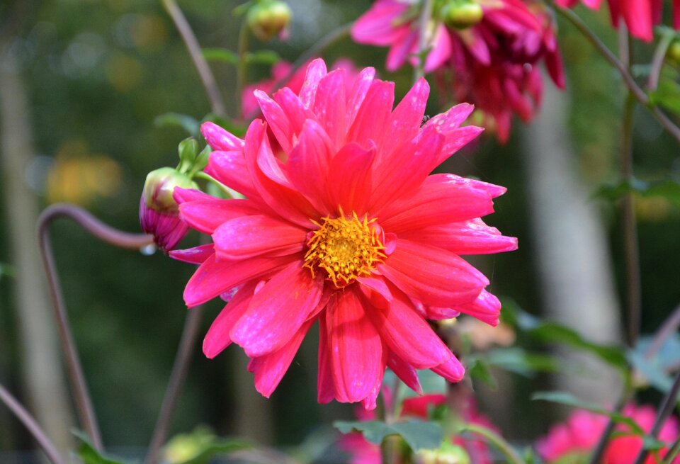 Flower pink button