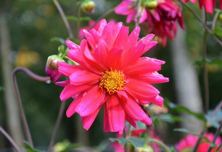 Flower pink button