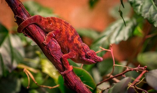 Chameleon nature exotarium photo