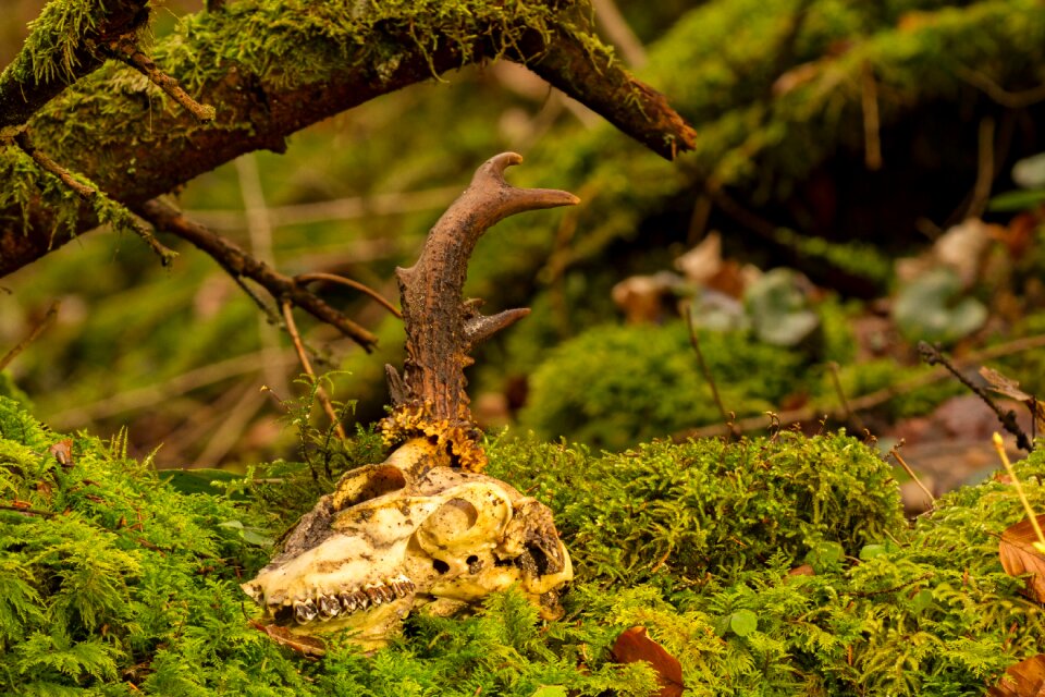 Skeleton nature wood
