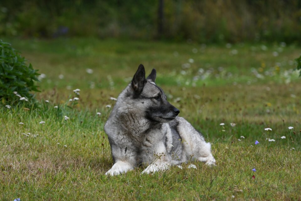 Nature outdoor cute photo