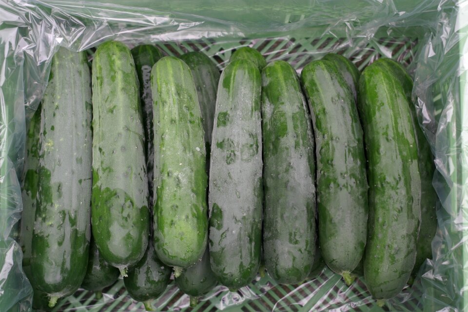 Fresh cucumber vegetarian