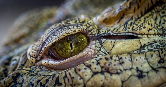 Crocodile eye nature