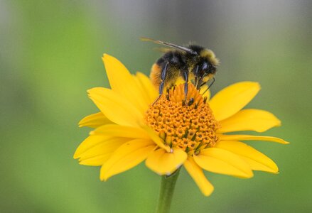 Honey pollen close up