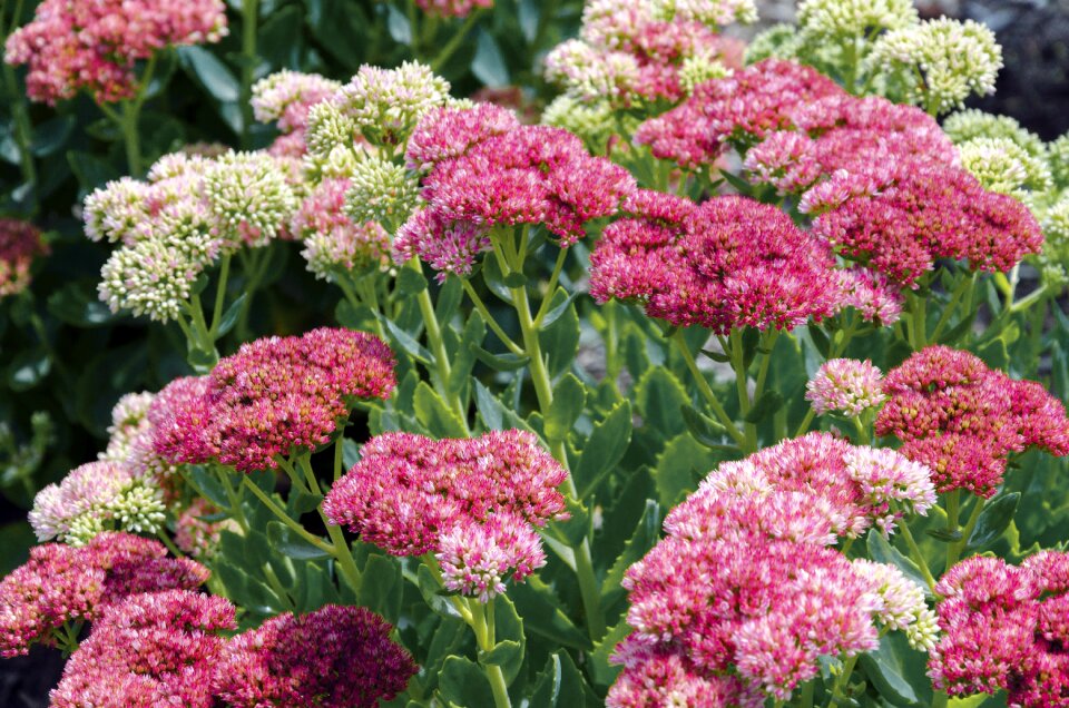 Flower garden nature