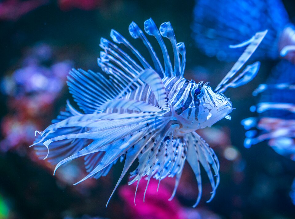 Aquarium nature undersea world