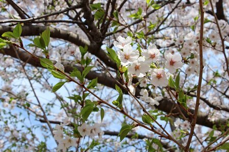 Cherry blossom high park spring photo