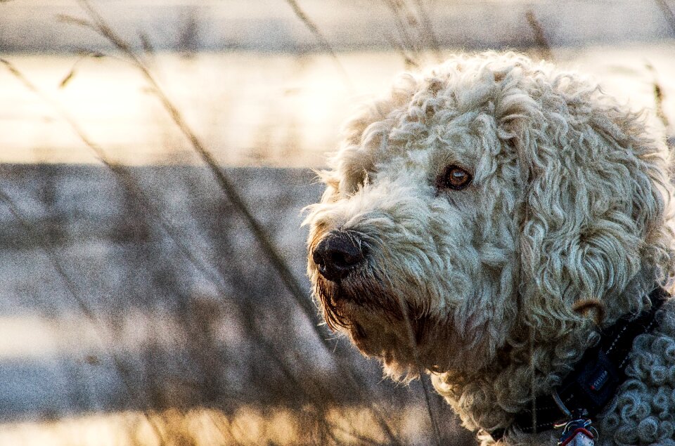 Nature dog mammal