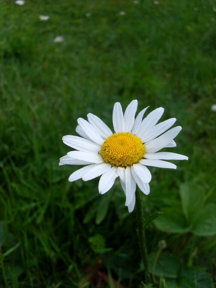 Summer closeup yellow center