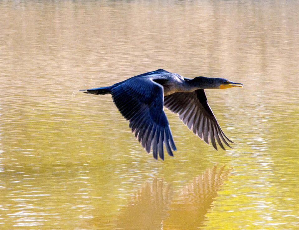 Flying lake brown lake