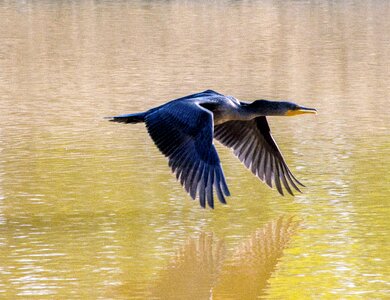 Flying lake brown lake