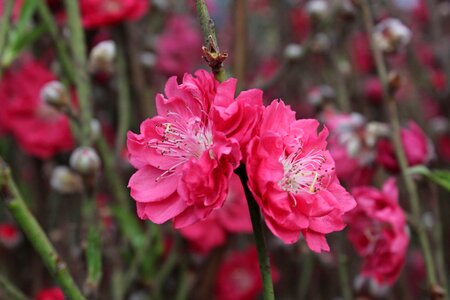 Cherry blossom chinese new year good luck