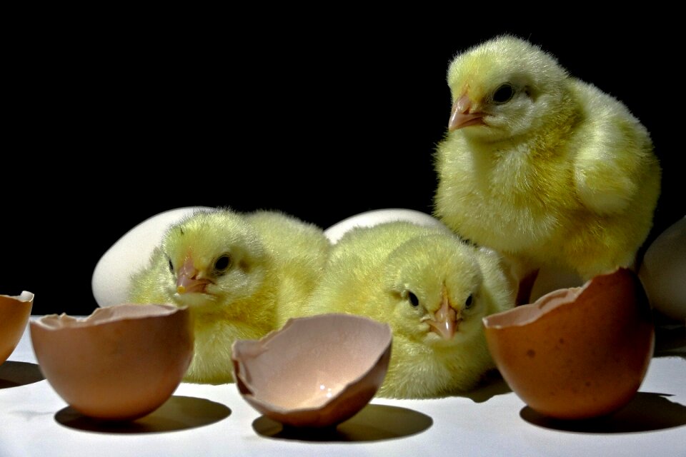 Emergence animal cute