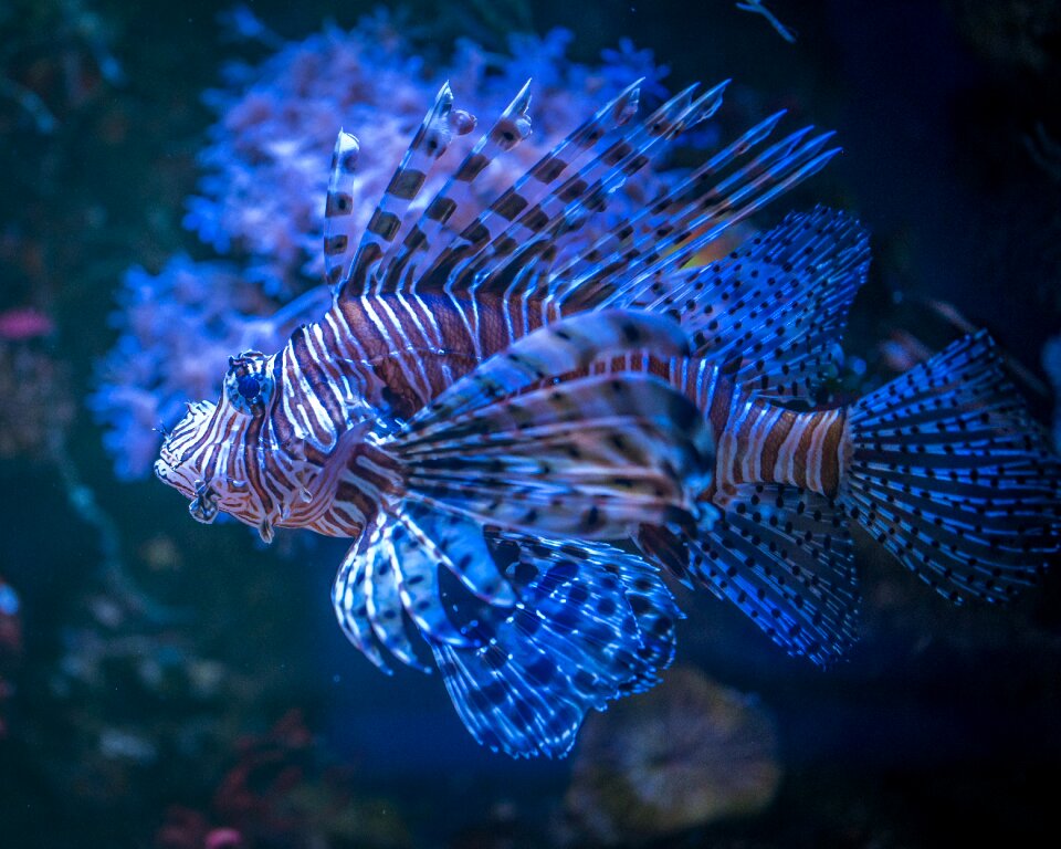 Fish aquarium animals