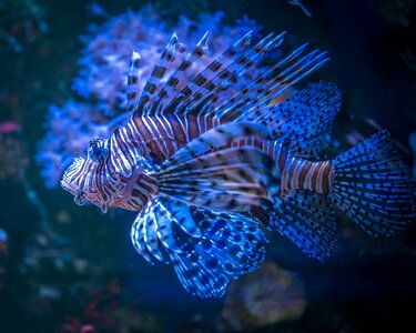Fish aquarium animals