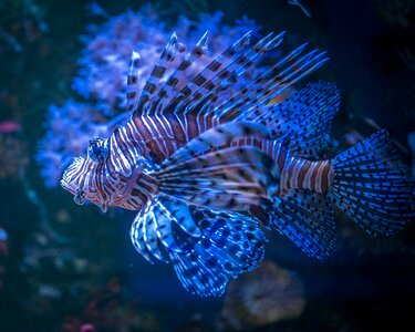 Fish aquarium animals photo