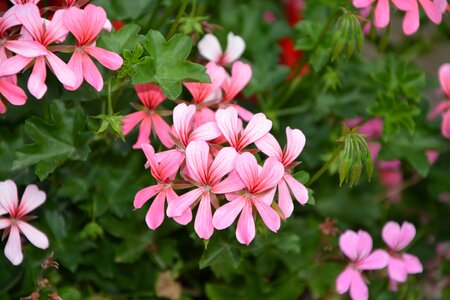 Geranium pink white plant jardiniere photo