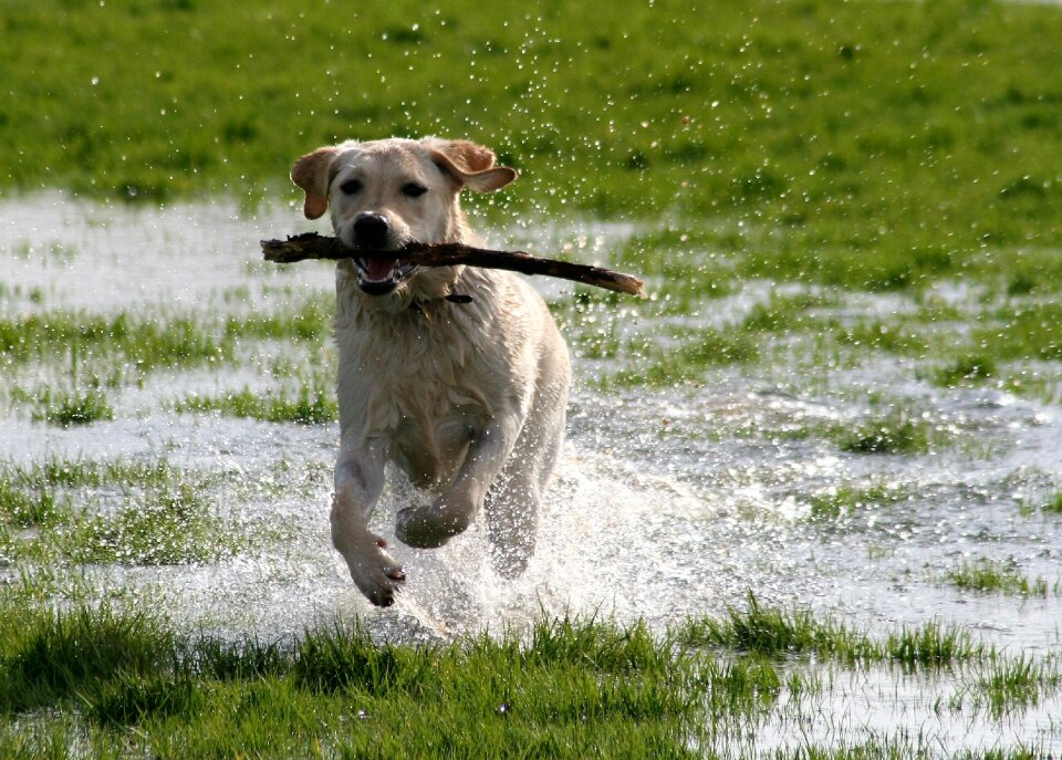 Labrador playing water