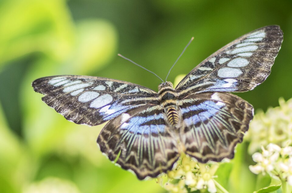 Wing animal close up
